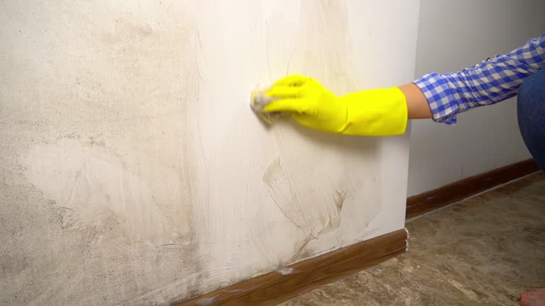 Best Environmental Consulting for Mold Prevention  in Temple City, CA