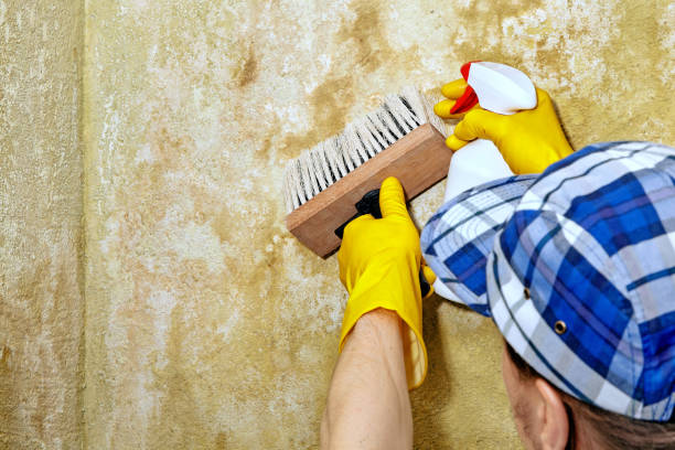 Best Mold Damage Restoration  in Temple City, CA