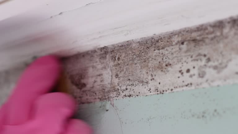 Best Attic Mold Removal  in Temple City, CA